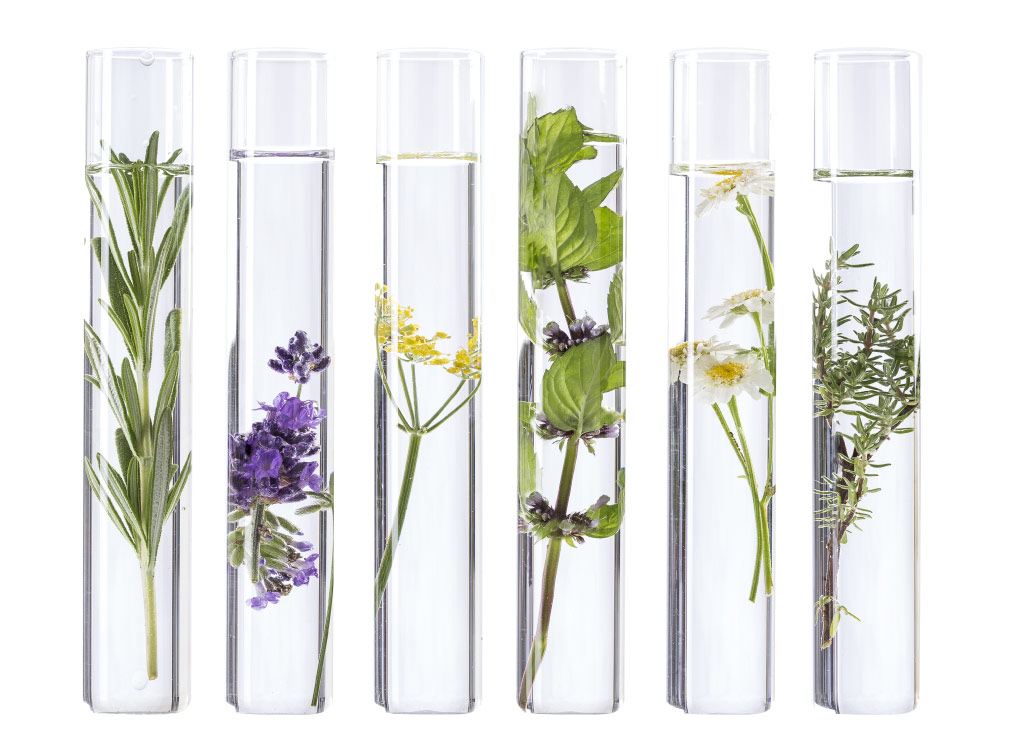Fresh herbs suspended in glass test tubes