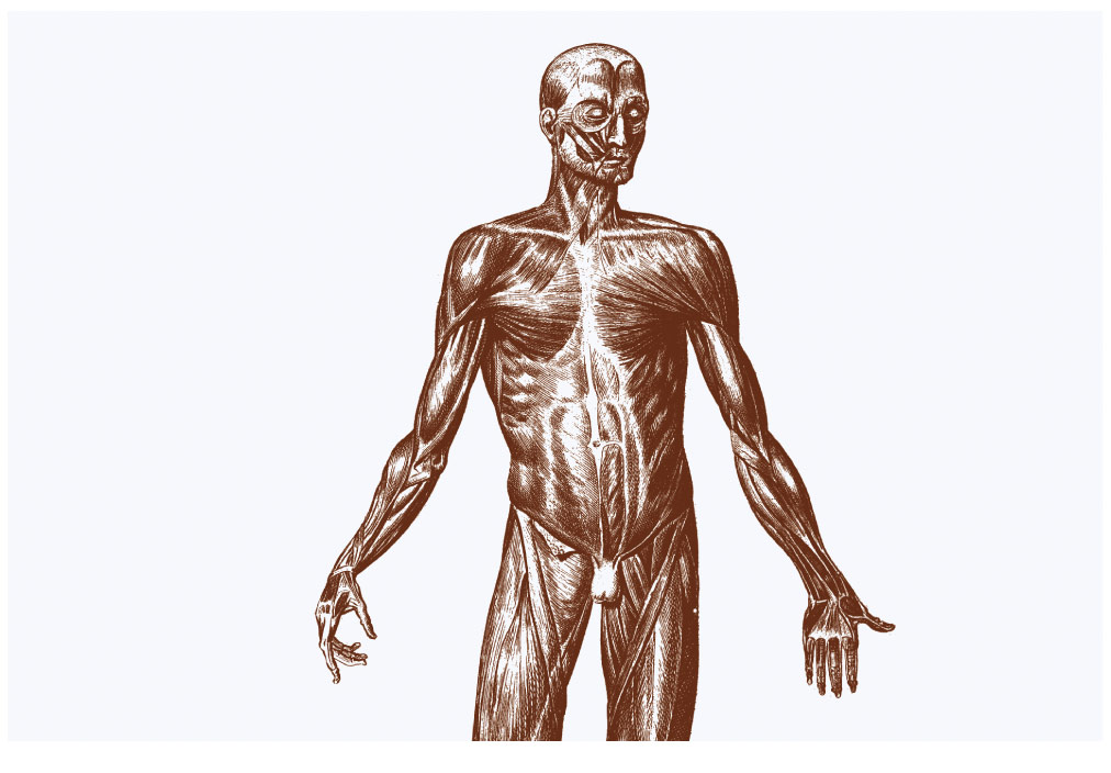 Vintage anatomical engraving of the human body