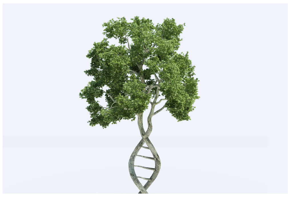 Tree whose trunk forms a DNA double helix