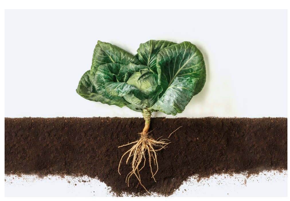 Cabbage shown with its roots in a cross-section of soil